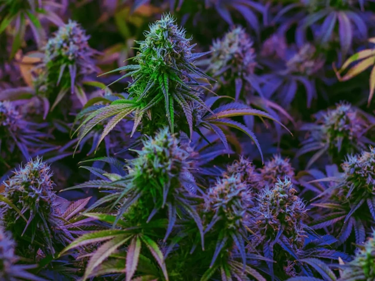 Fleurs CBD